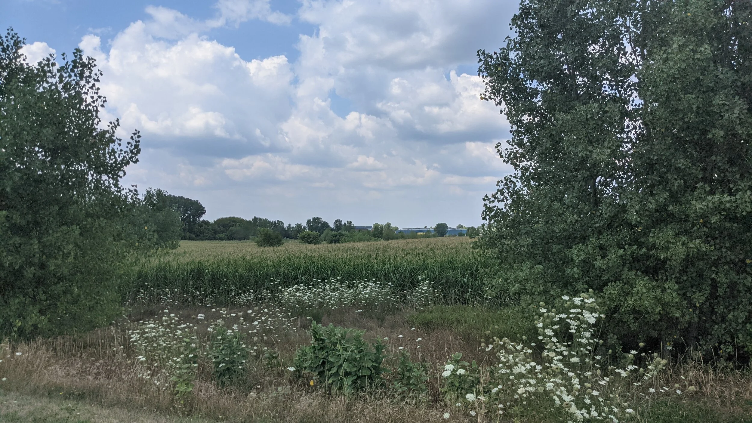 View of prairie.jpg