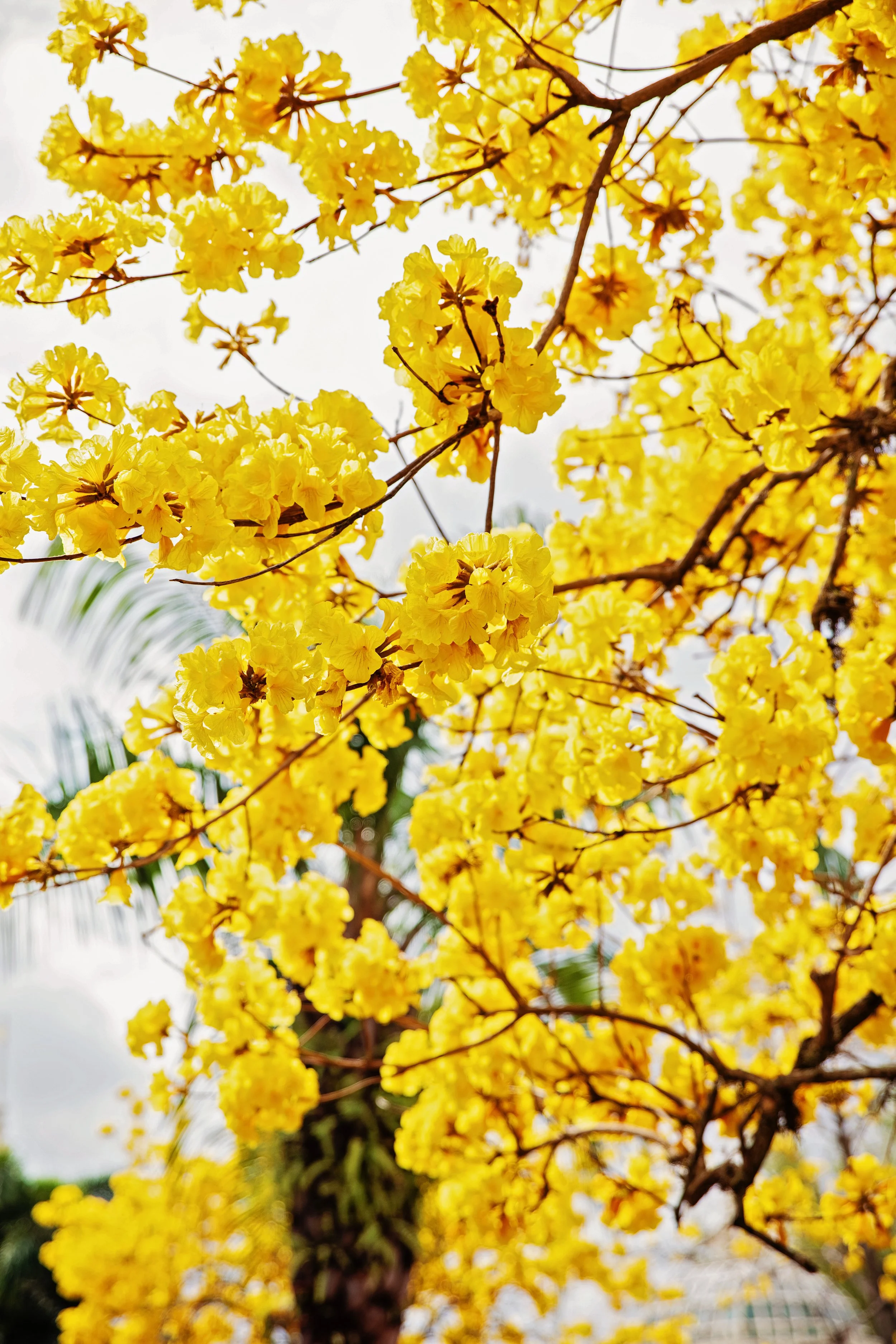 yellow.jpg