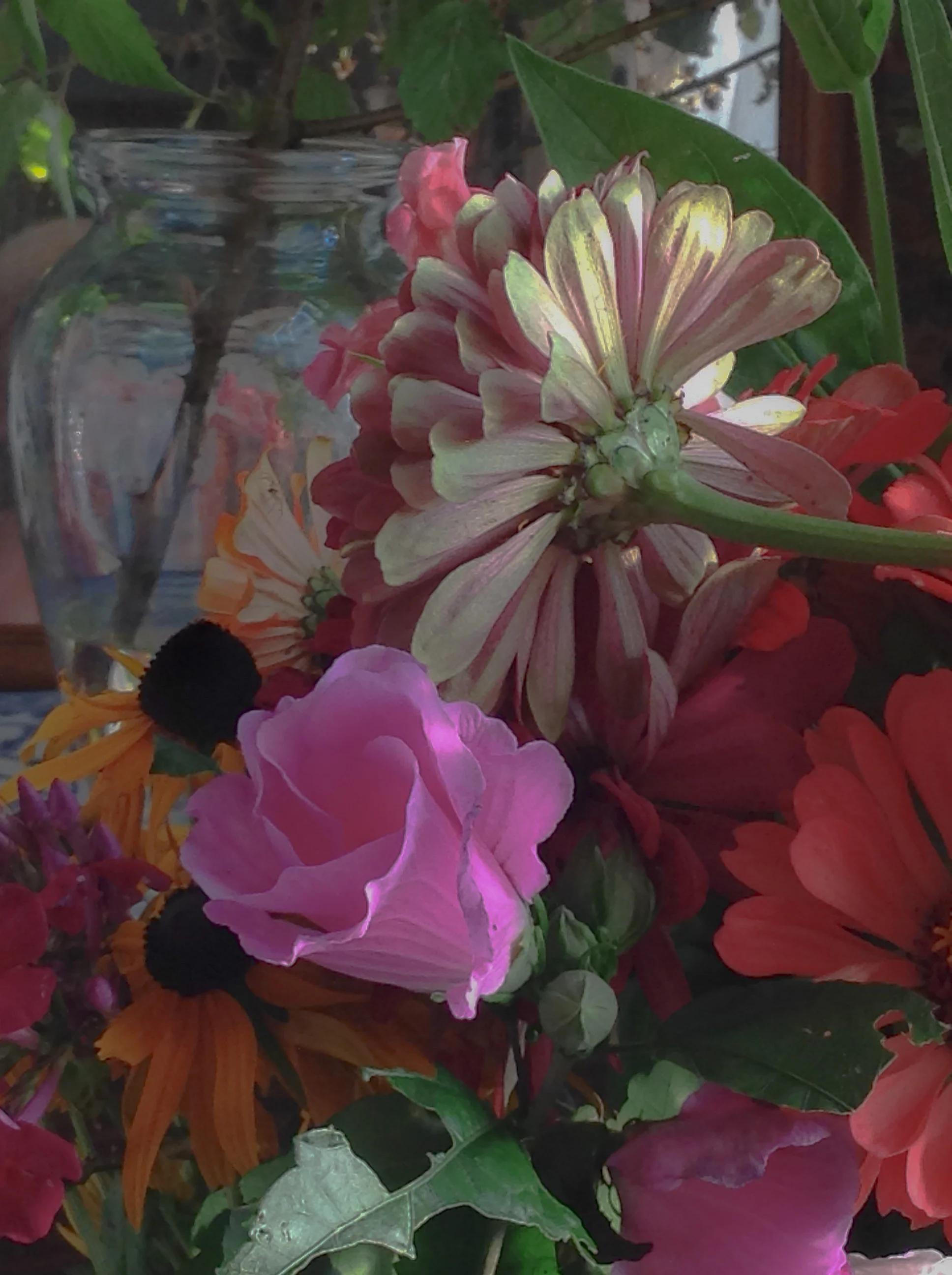 roseofsharonhannah.jpg