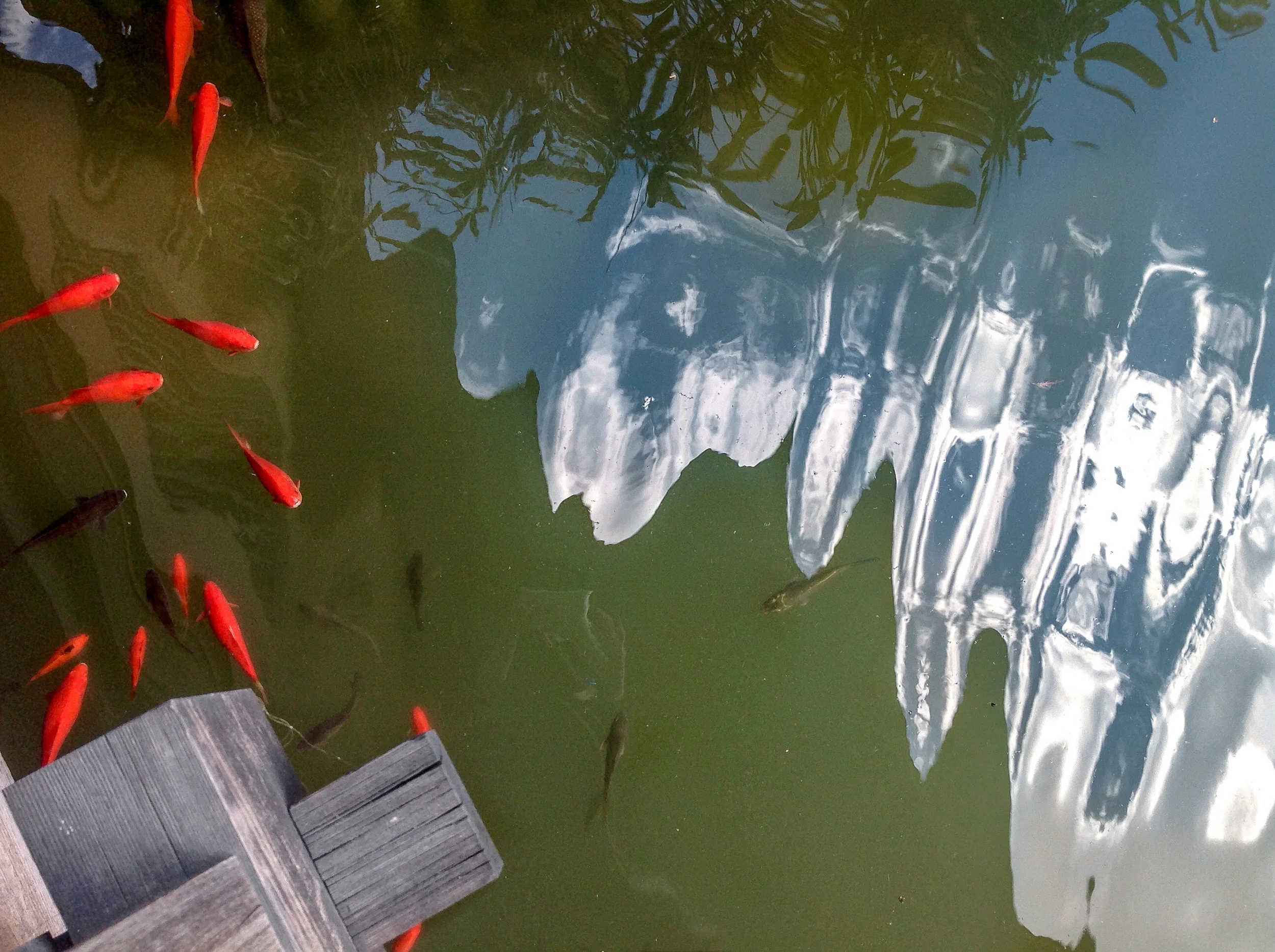 fishicicleclouds.jpg