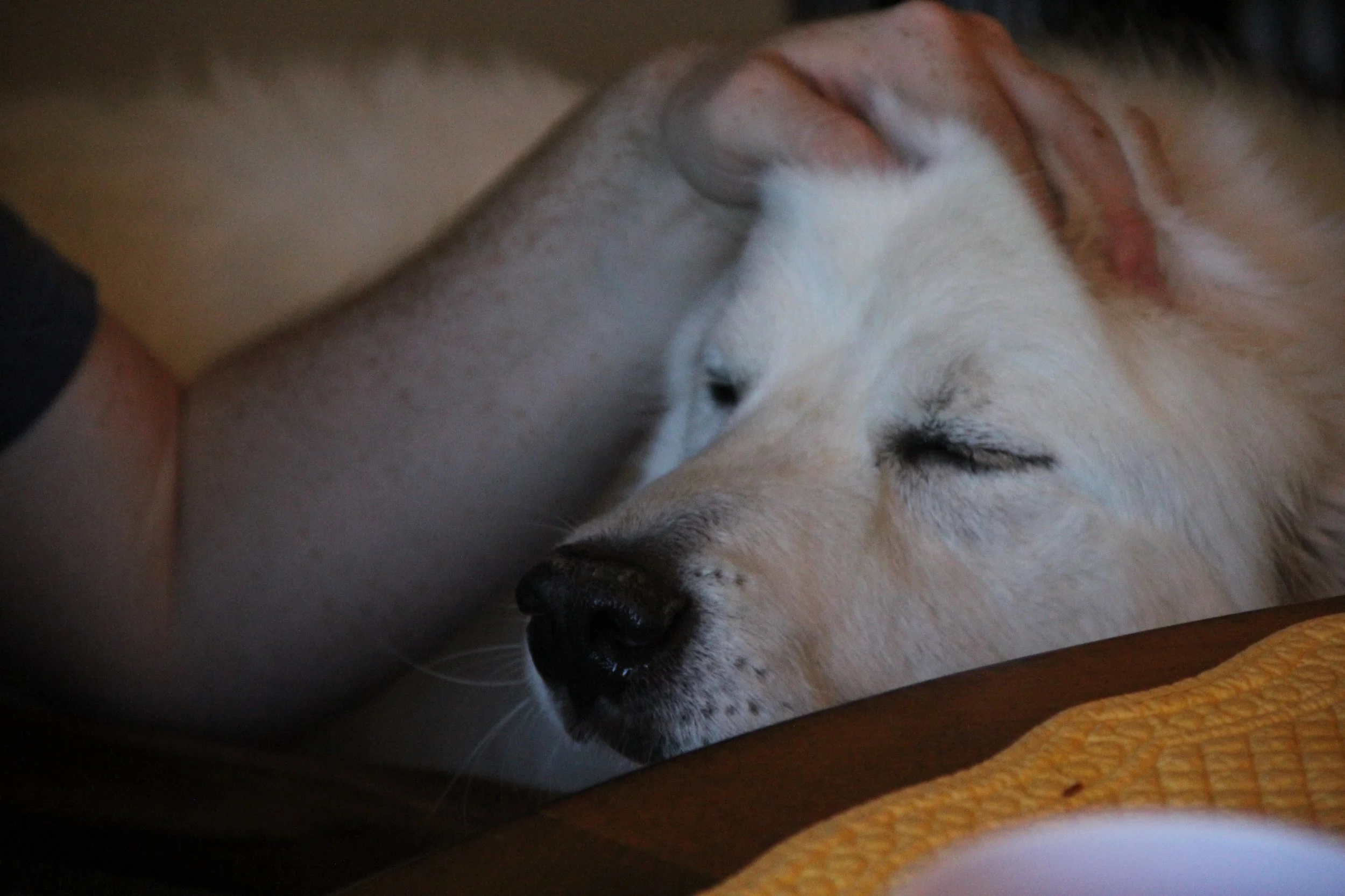 great pyrenees losing clumps of hair