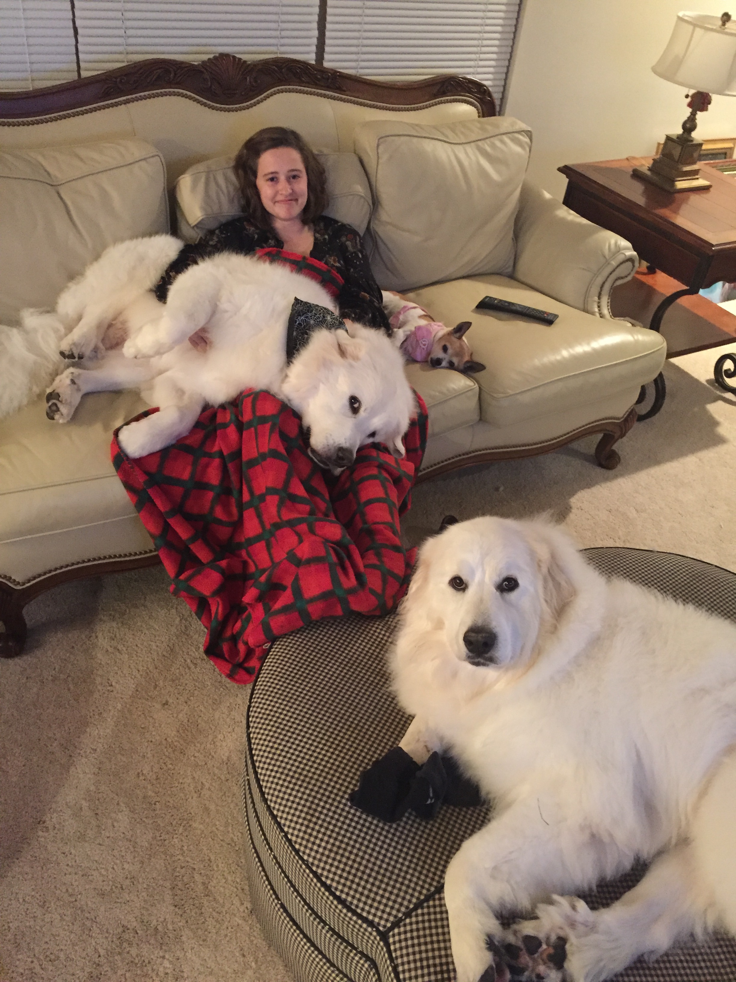 great pyrenees hair