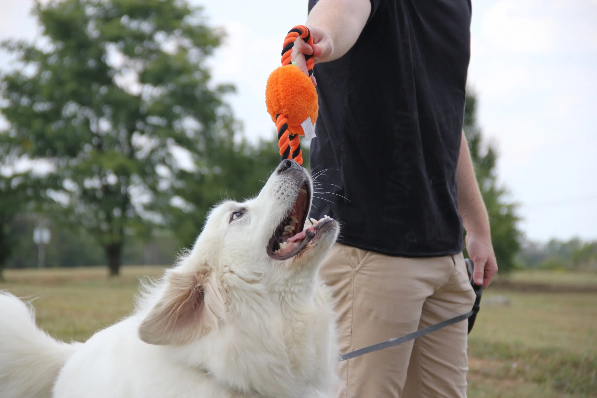 great pyrenees losing clumps of hair
