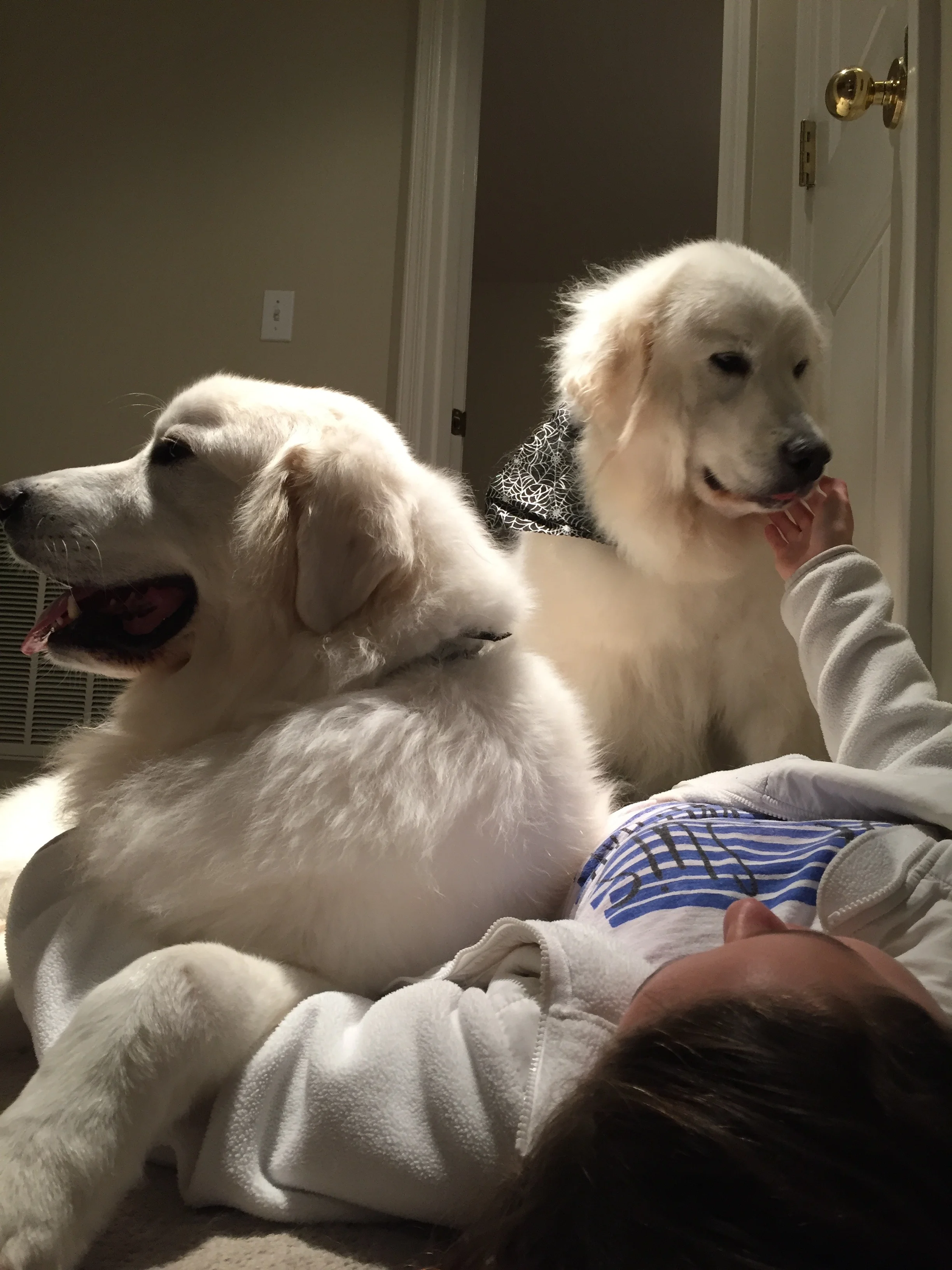 great pyrenees losing clumps of hair