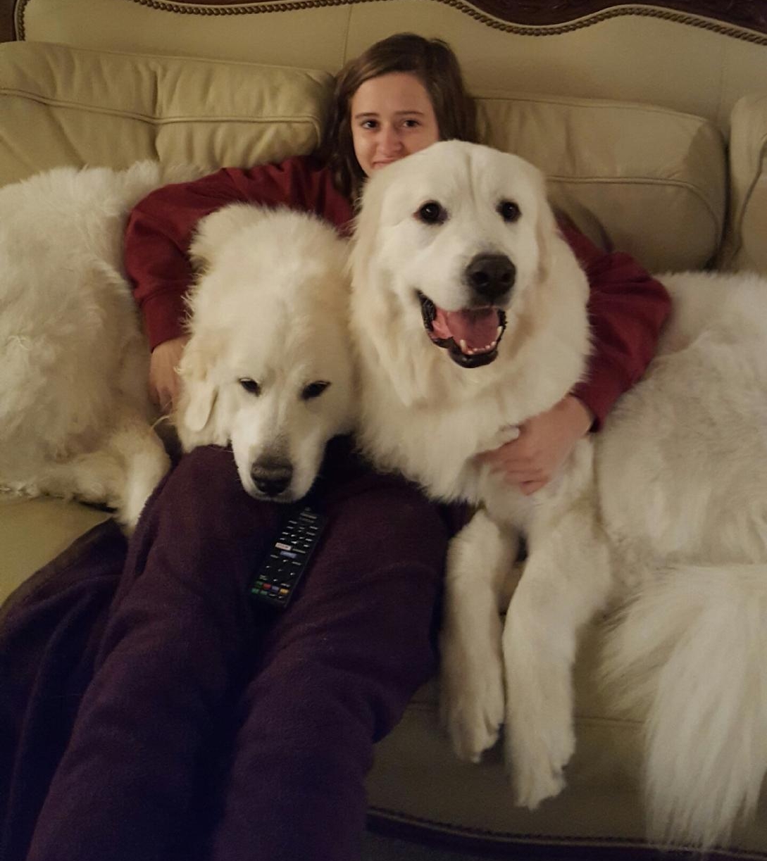 great pyrenees shedding