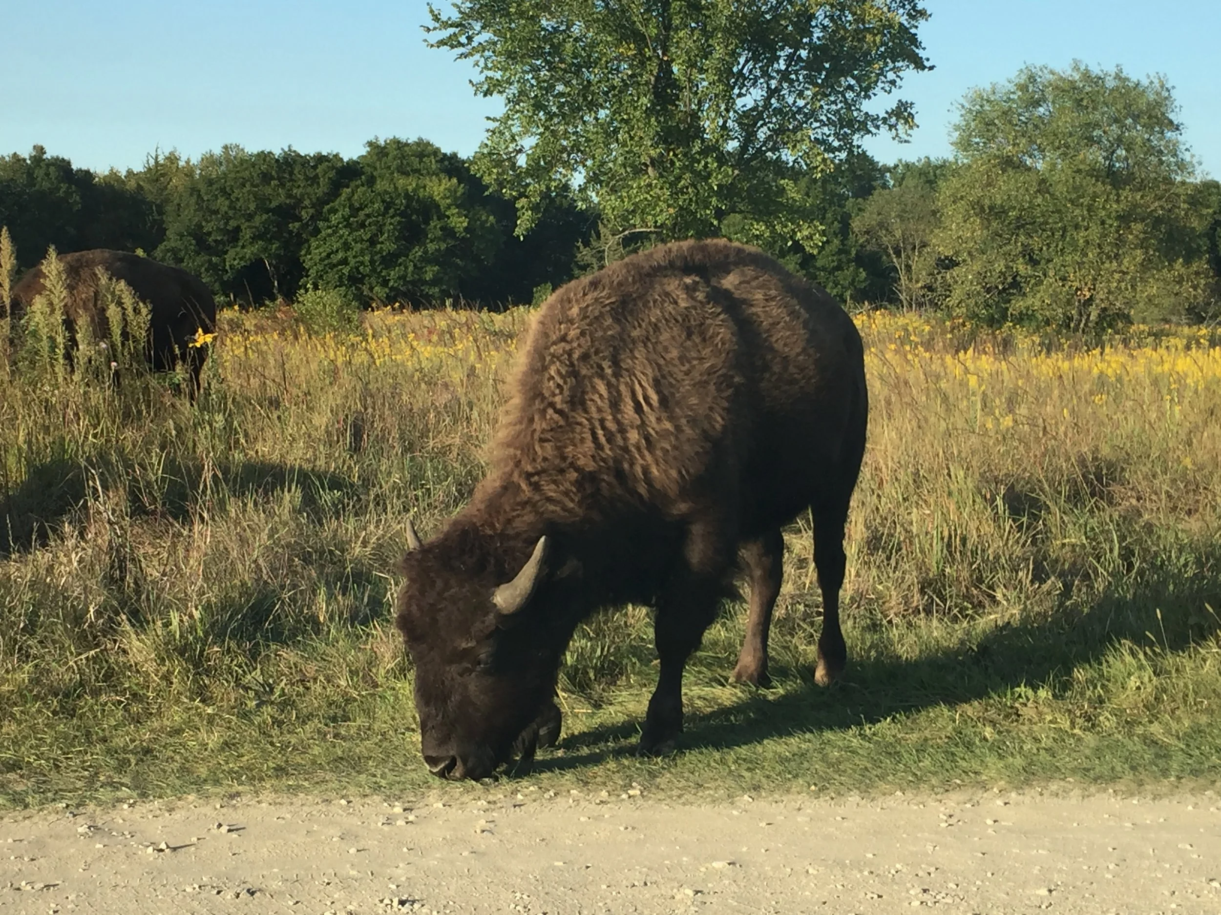 Getting Stuck in a Bison Herd: A safari-like trip to Minneopa State Park