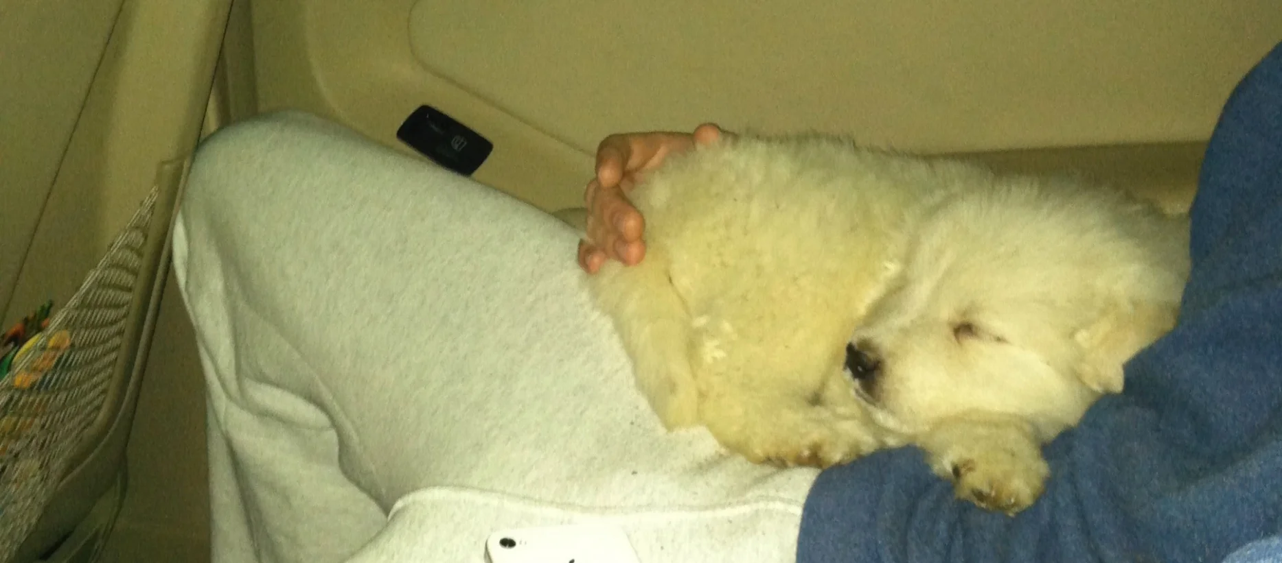 furreal gogo puppy argos