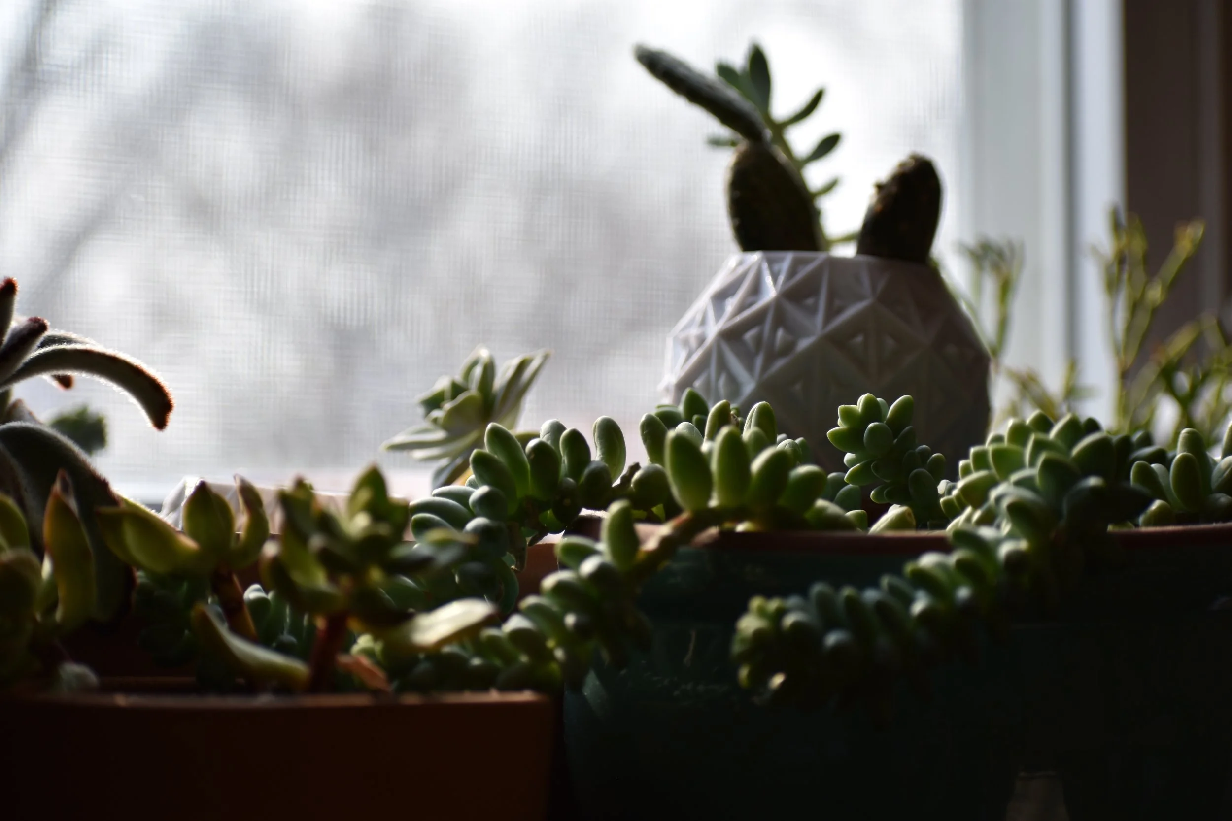 Succulents: A Year of Co-Habitating with Nature (A Collection Update)