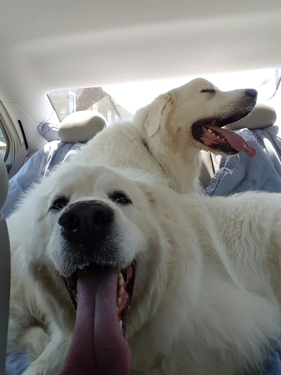 a great pyrenees