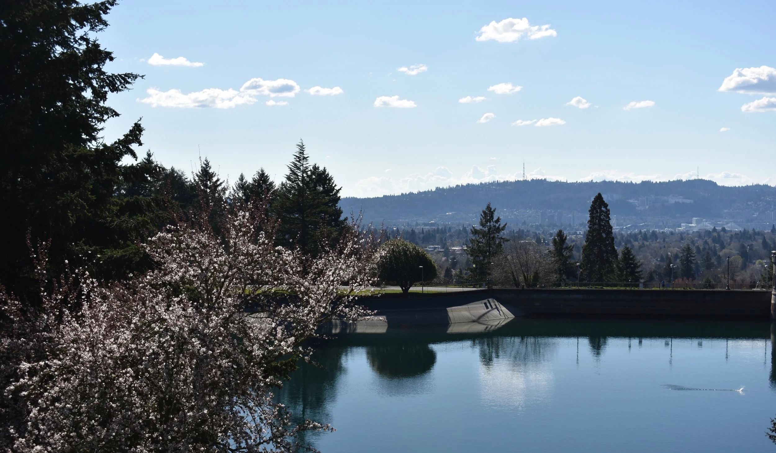 Cherry Blossoms on an Extinct Volcano: Mt. Tabor Park (Portland, Oregon)