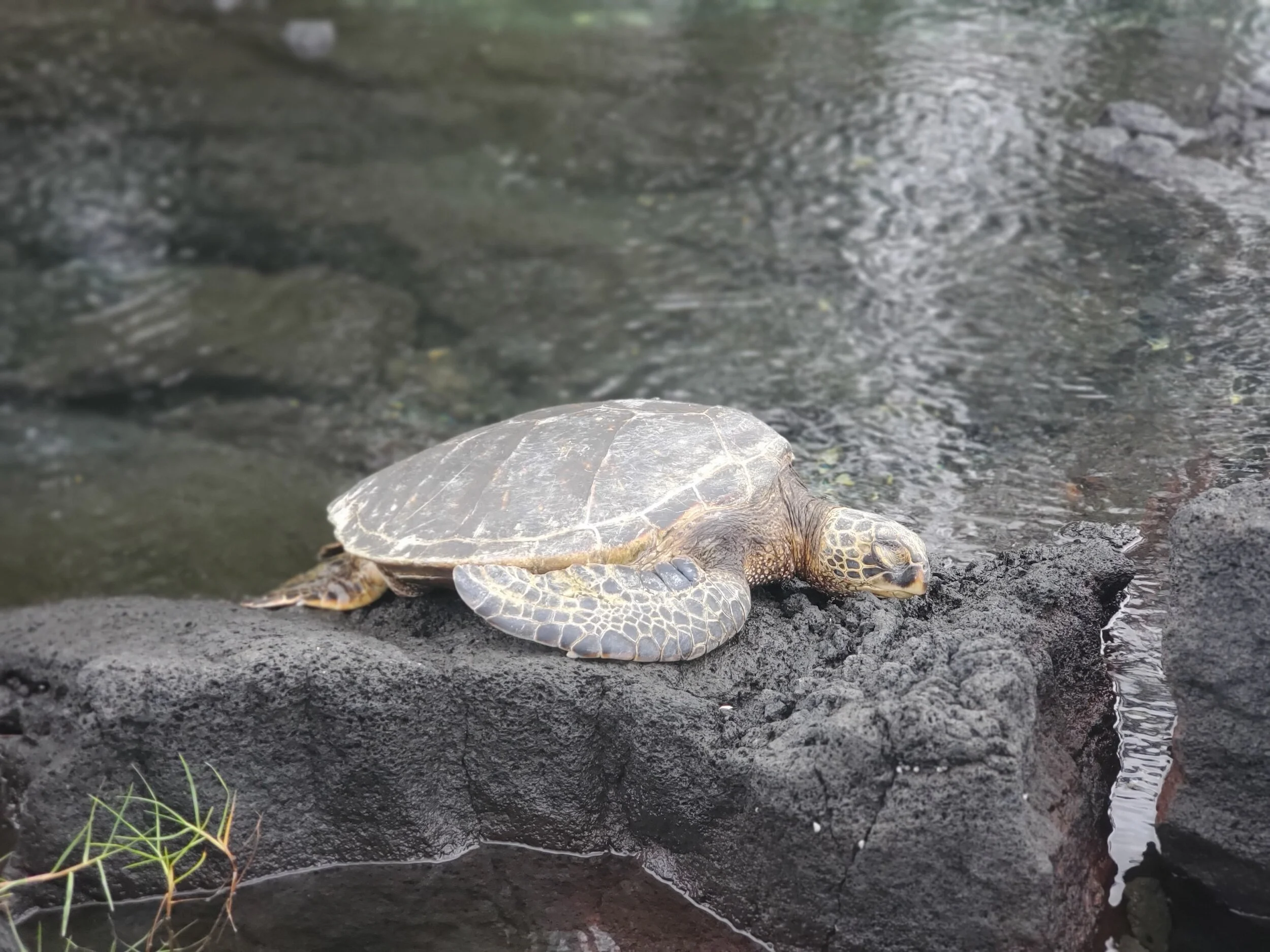 Big Island, Hawai’i (Day Two): Hawai’i Tropical Bioreserve & Garden & Snorkeling in Hilo