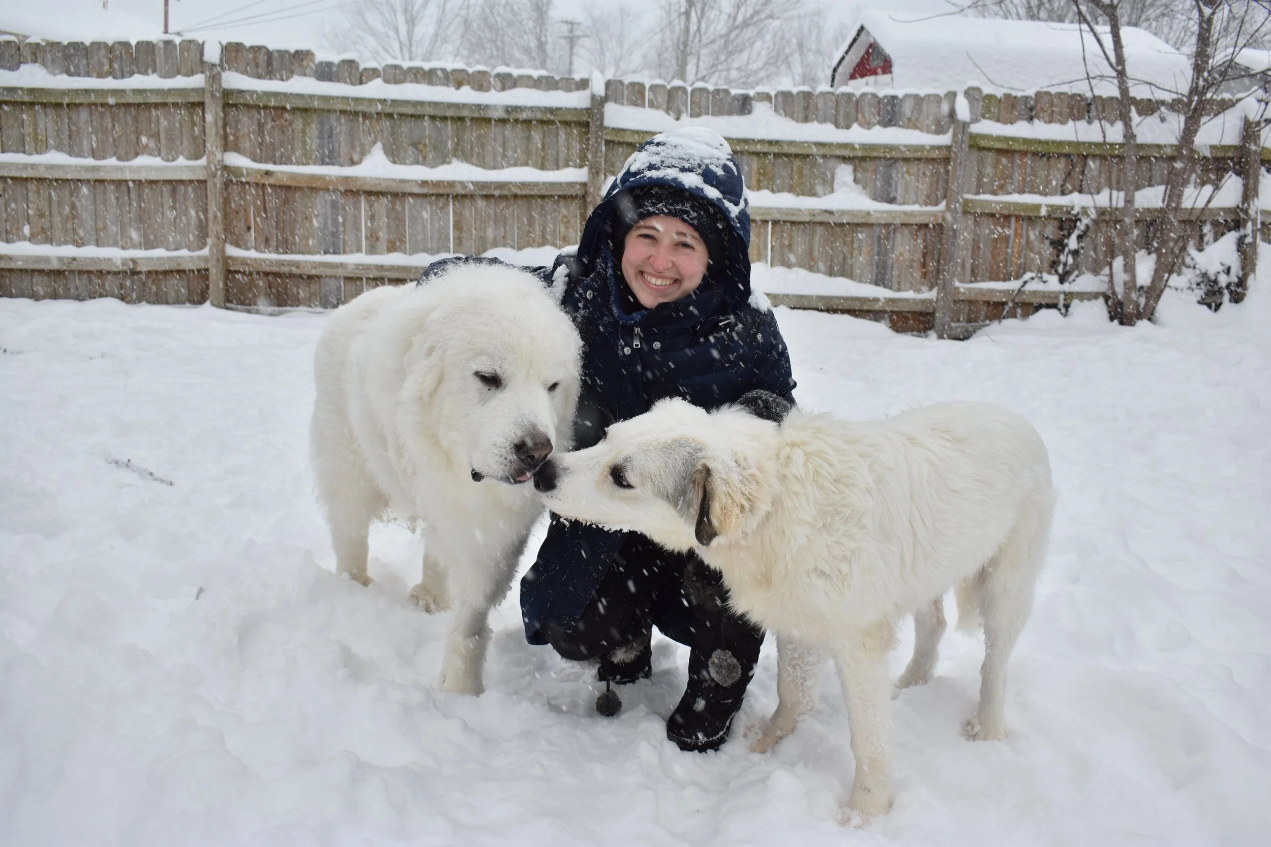 7 Things to Know Before Getting a Great Pyrenees (&amp; an introduction to Winnie)