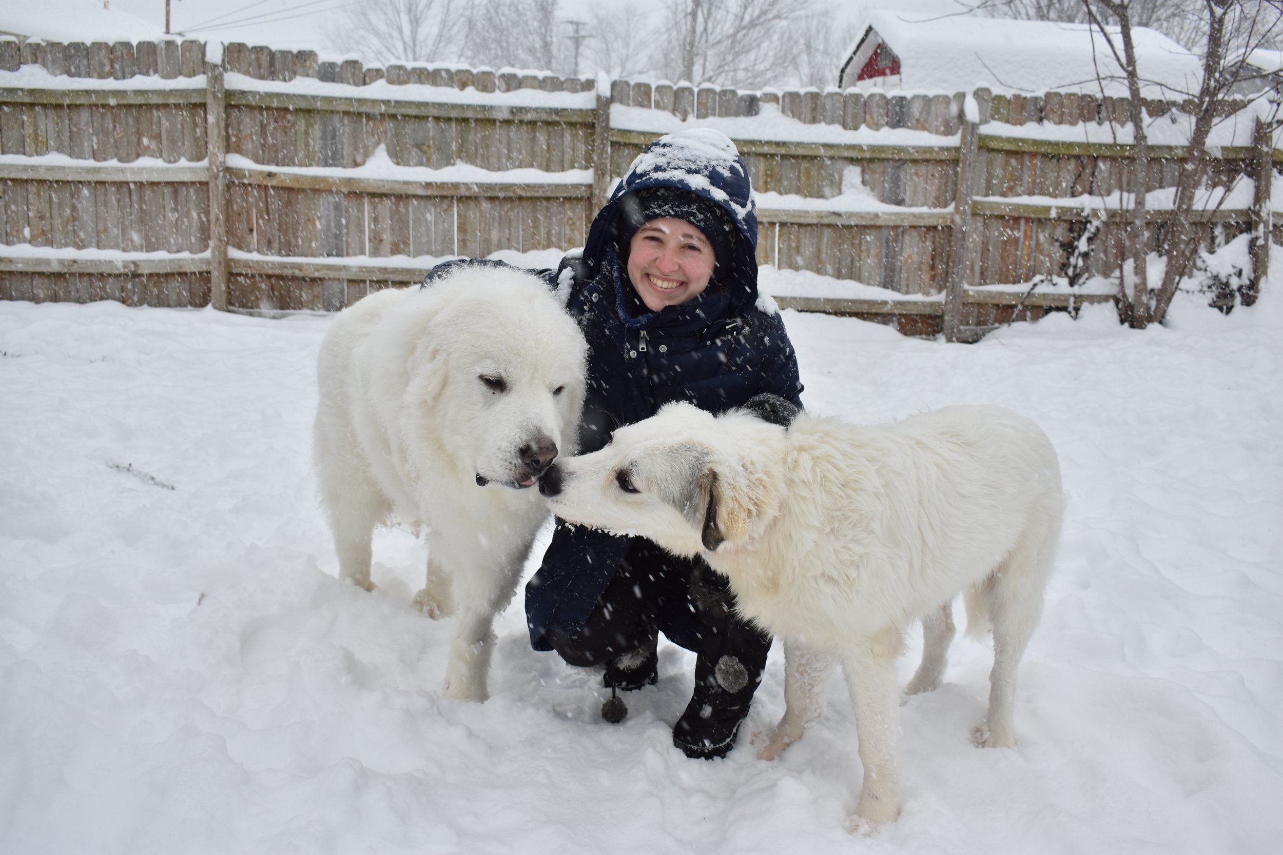 What Does A Great Pyrenees Dog Look Like