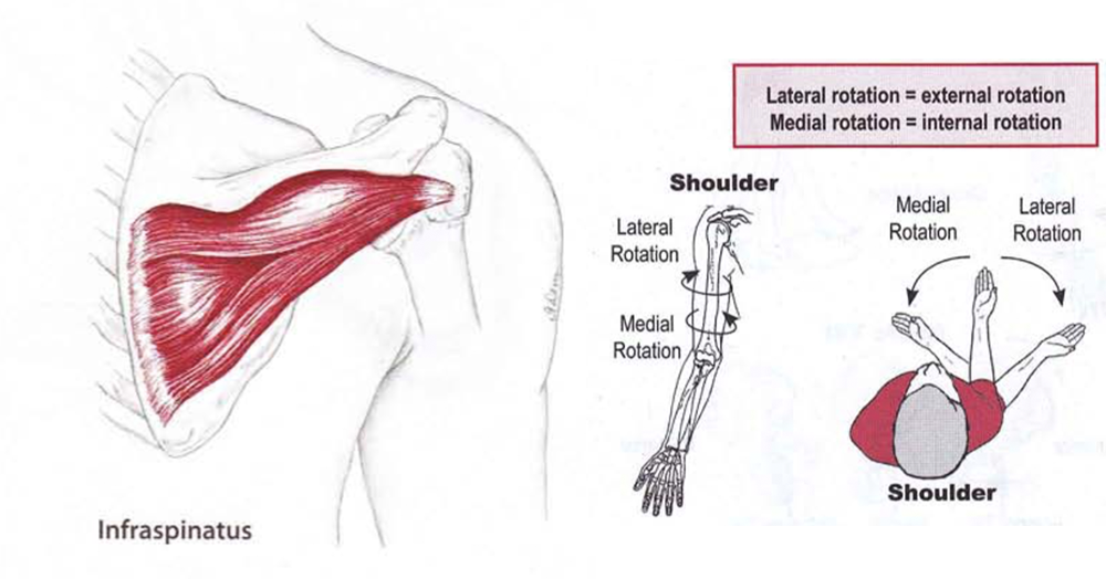 Shoulder2.png