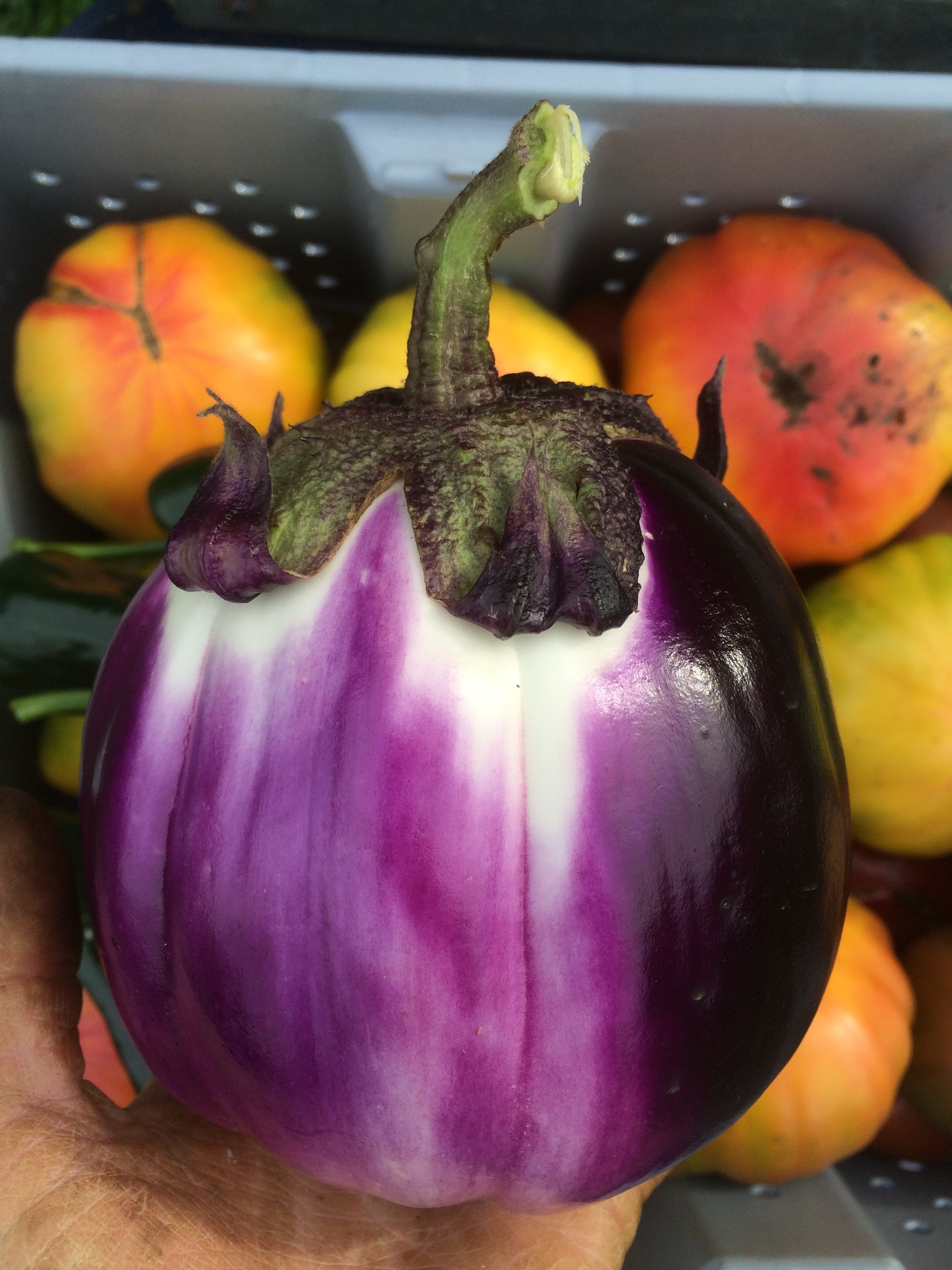 ORANGE STAR FARM