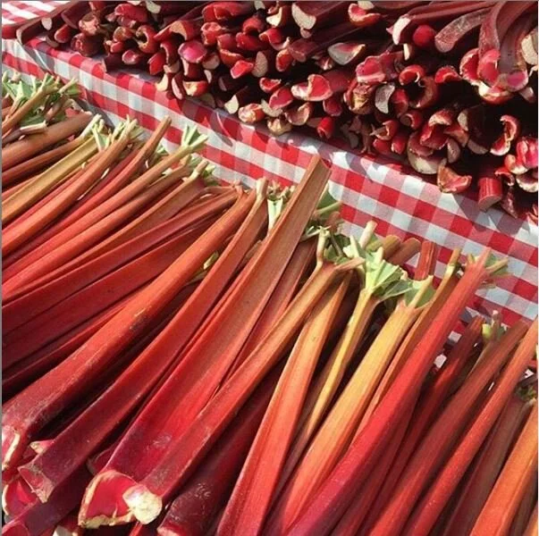 Rhubarb.JPG