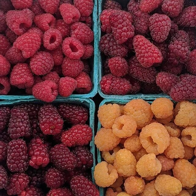 Bramble berries are here! Tayberries, Raspberries, Loganberries and Golden Rasberries oh my! Stop by @sidhufarms this Thursday to get yours!