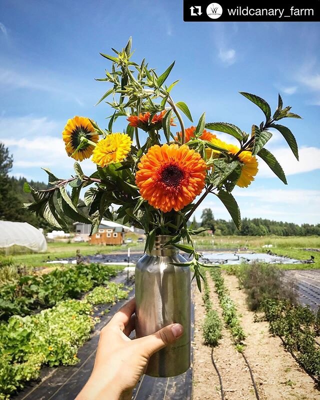 @wildcanary_farm is such an exciting new addition to QAFM! Stop by their mini truck for beautiful seasonal arrangements, some are even edible! 
#Repost @wildcanary_farm ・・・
A &ldquo;gourmet bouquet&rdquo;... a bouquet you can eat! 💐 This super cute 