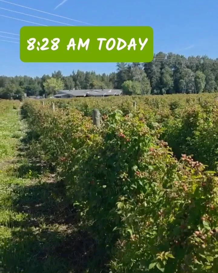 PICKED THIS MORNING! Prelude raspberries, the first variety of the season, are coming our way for today's market! Find these bright and flavorful berries at @sidhufarms and @haytonfarms.  And swipe to find out what else is happening at Seattle's most