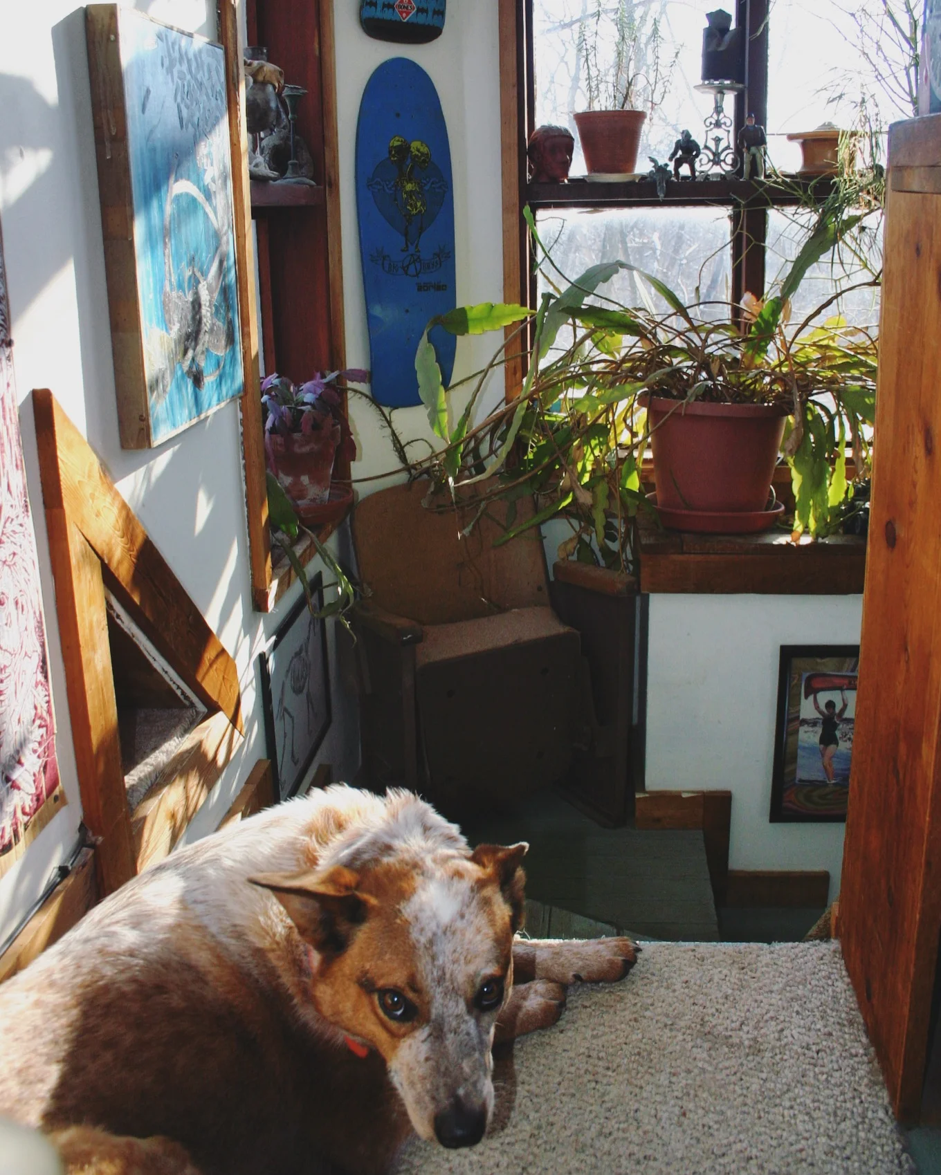 Studio dog. Note theater chair and triangular cut-out on the left. The cut-out passes through to the bedroom one level lower, and is rumored to serve as a heat exchange. The wood burning stove sits just below it.&nbsp;