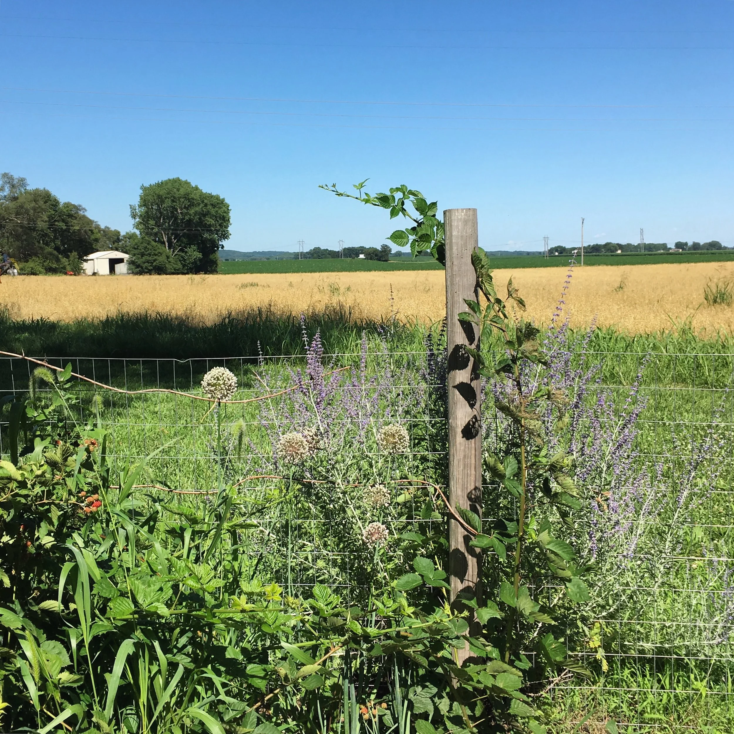 From the gardens, looking south. MAGIC, I tell you, the MAGIC!&nbsp;