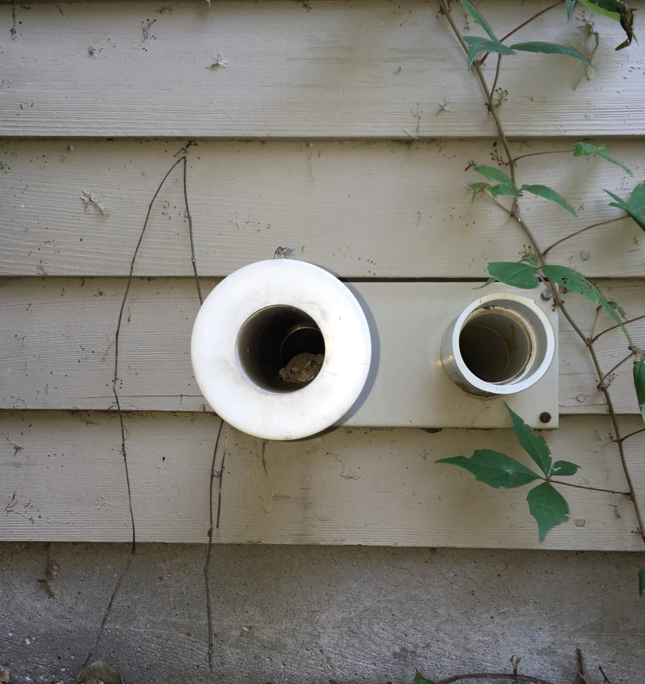 And you thought I was joking when I said the house had a pet frog.&nbsp;