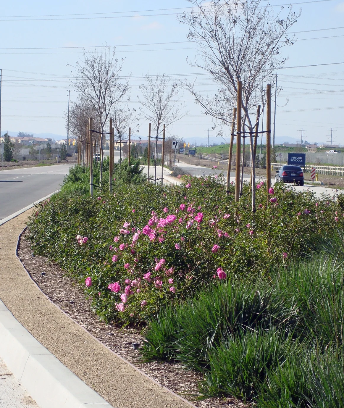 NMC_Edison median.JPG