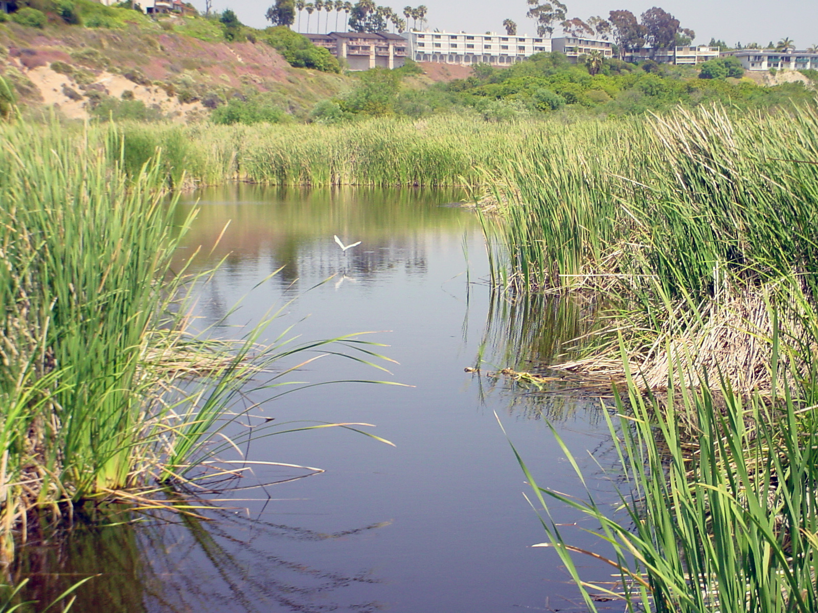 BCC_wetland.jpg