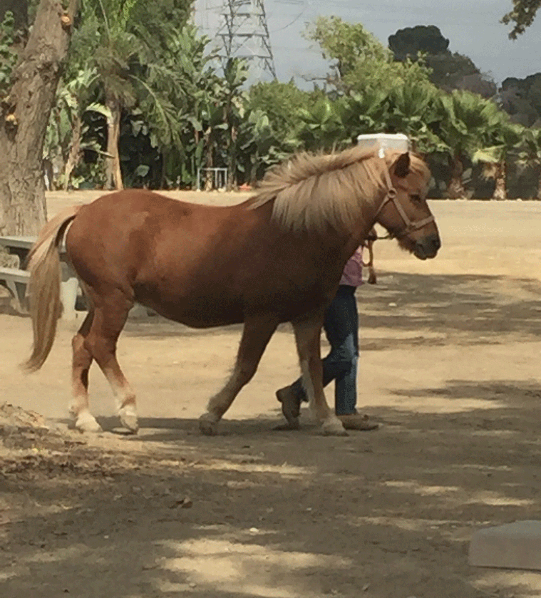 WHITTIER NARROWS EQUESTRIAN CENTER