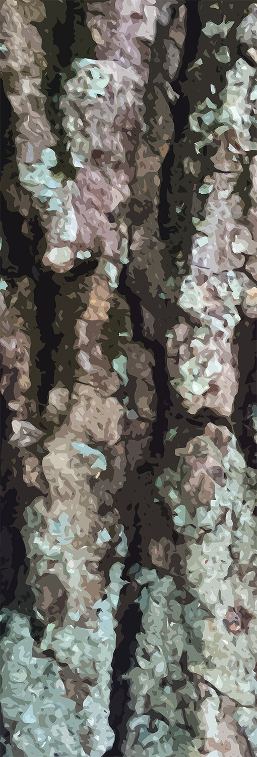 Common Greenshield Lichen on Live Oak Tree