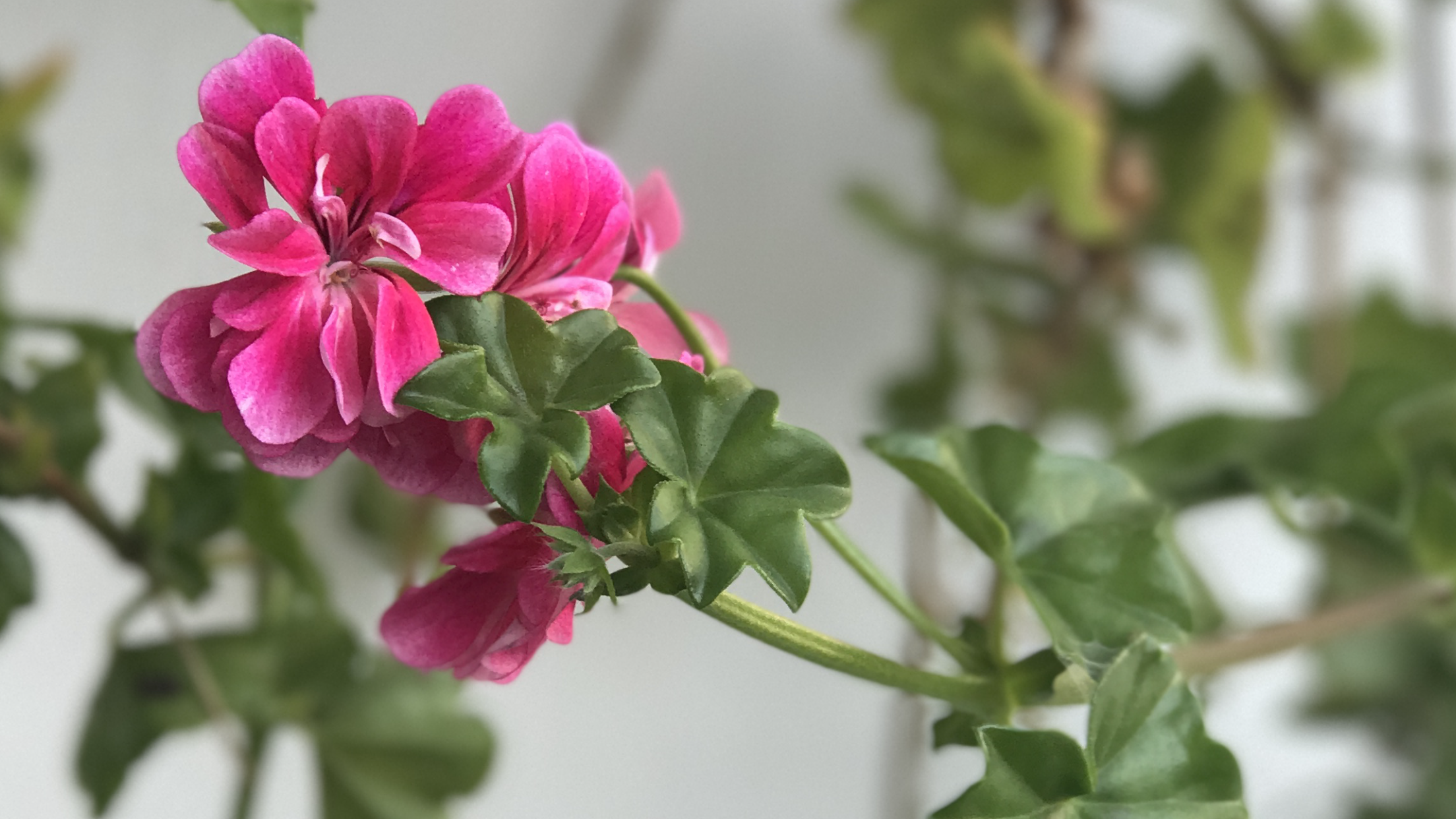 23.Geranium.PNG