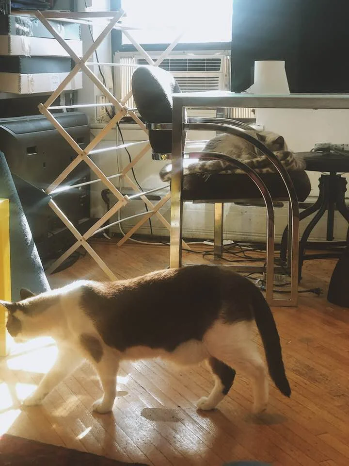 April 17, 2019 | “My roommate’s cats <3”