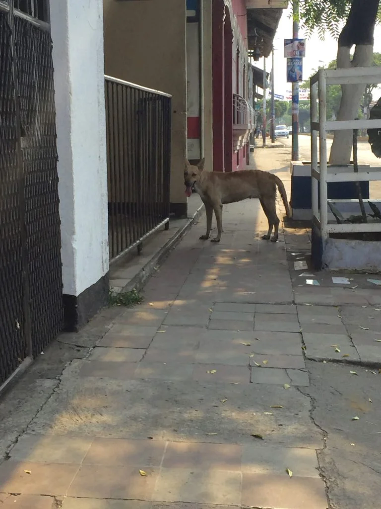 Roaming dogs are common in Nicaragua