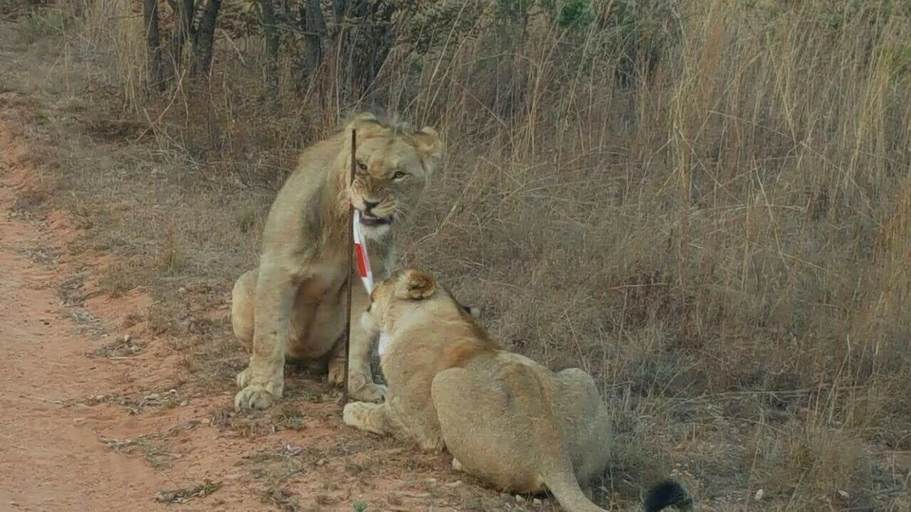 The lions were chewing on our mile markers (photo credit - Big Five Marathon FB page)