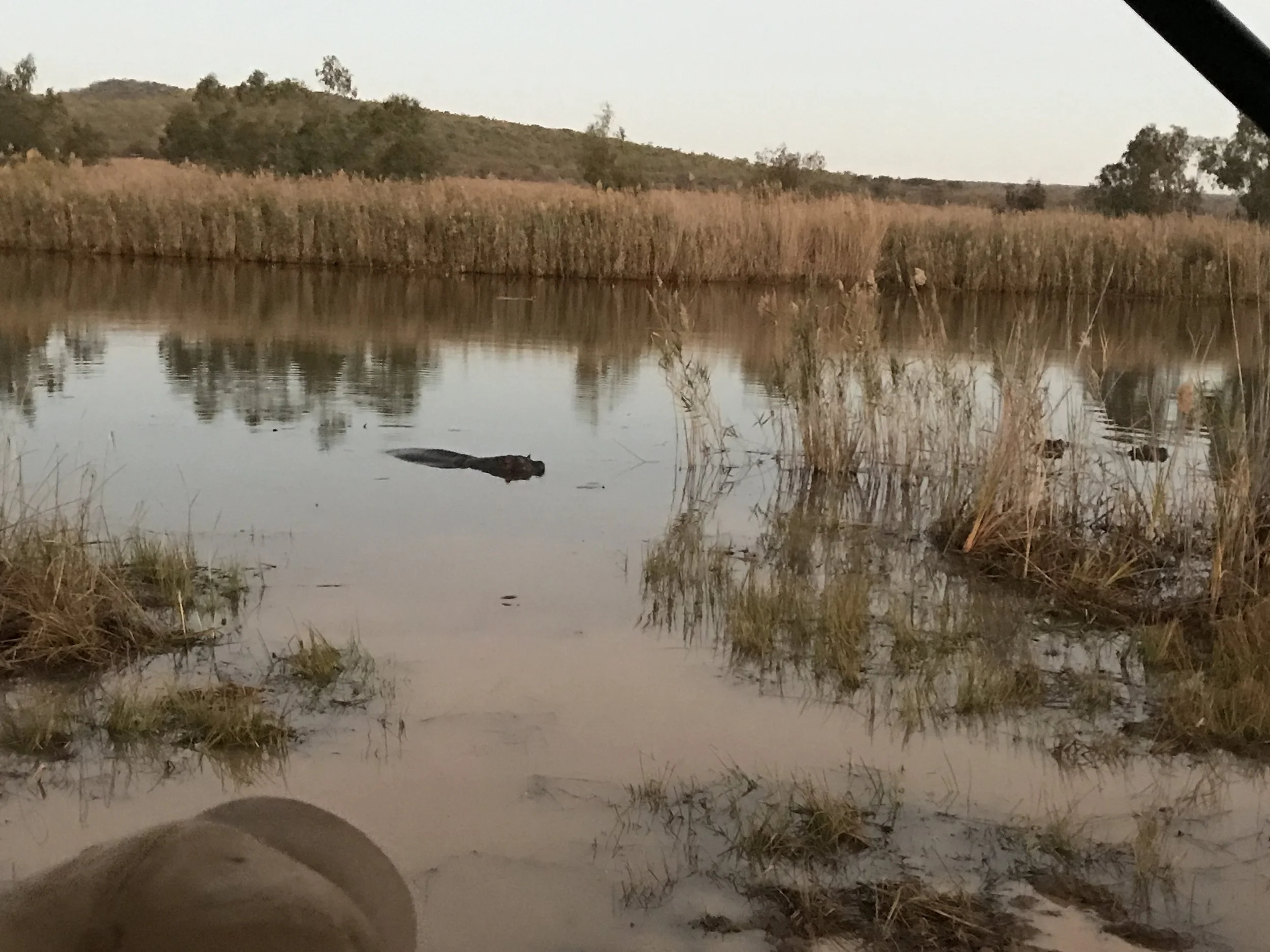 We can't forget about the hippo family! Very close to the marathon course.
