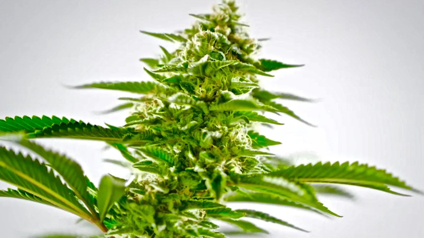 NETA FILM EXCERPT - Medical Marijuana Film