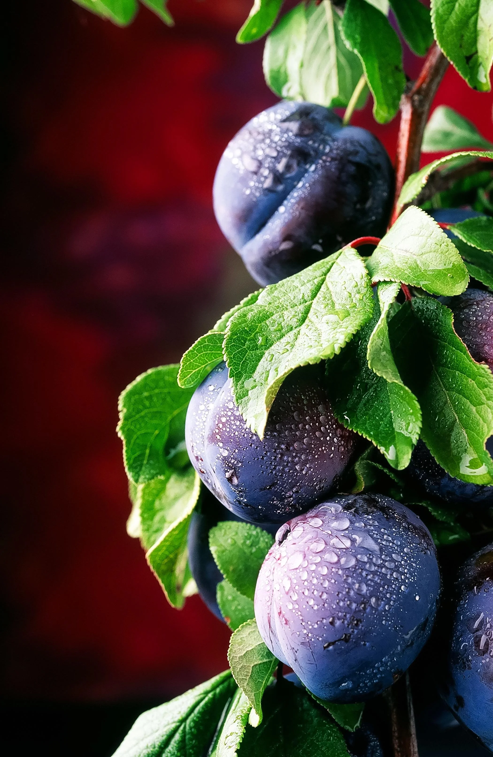 Plum-Raw_web.jpg