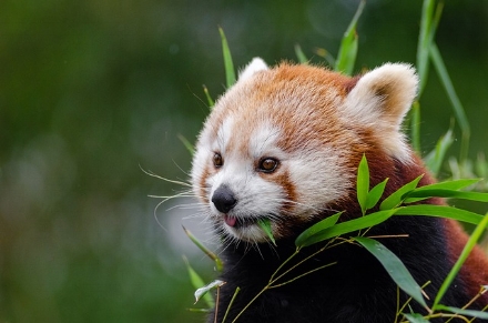 red-panda-1182078_640.jpg