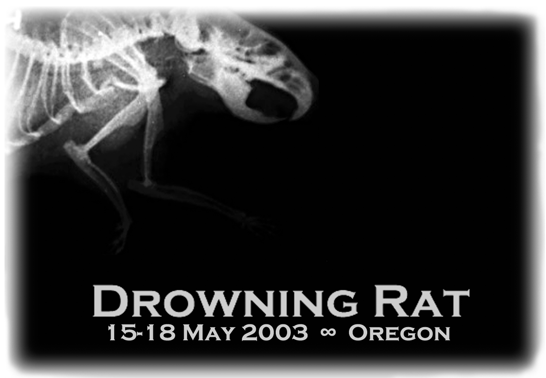 drowningrat-15.jpg