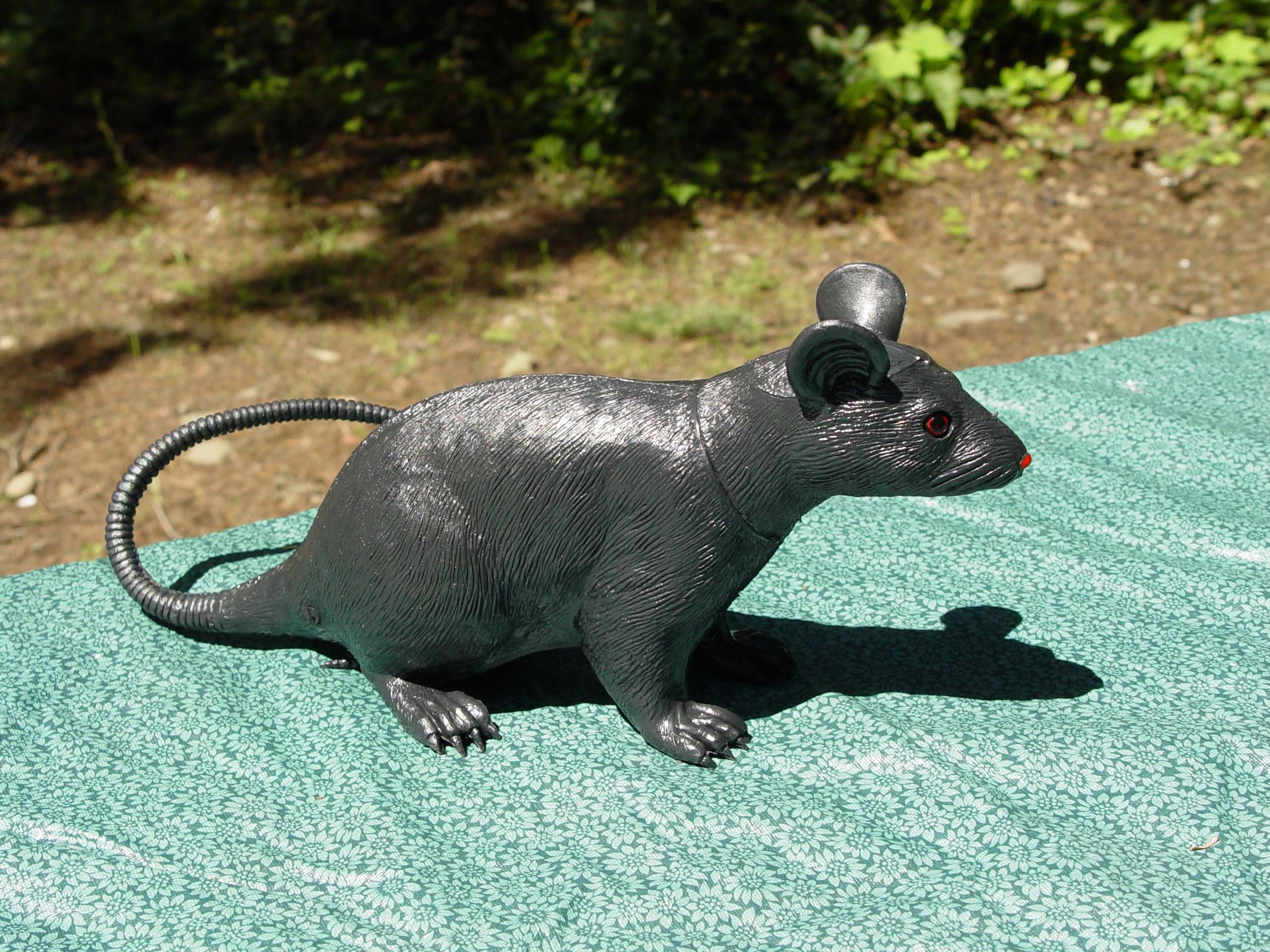 drowningrat-40.jpg