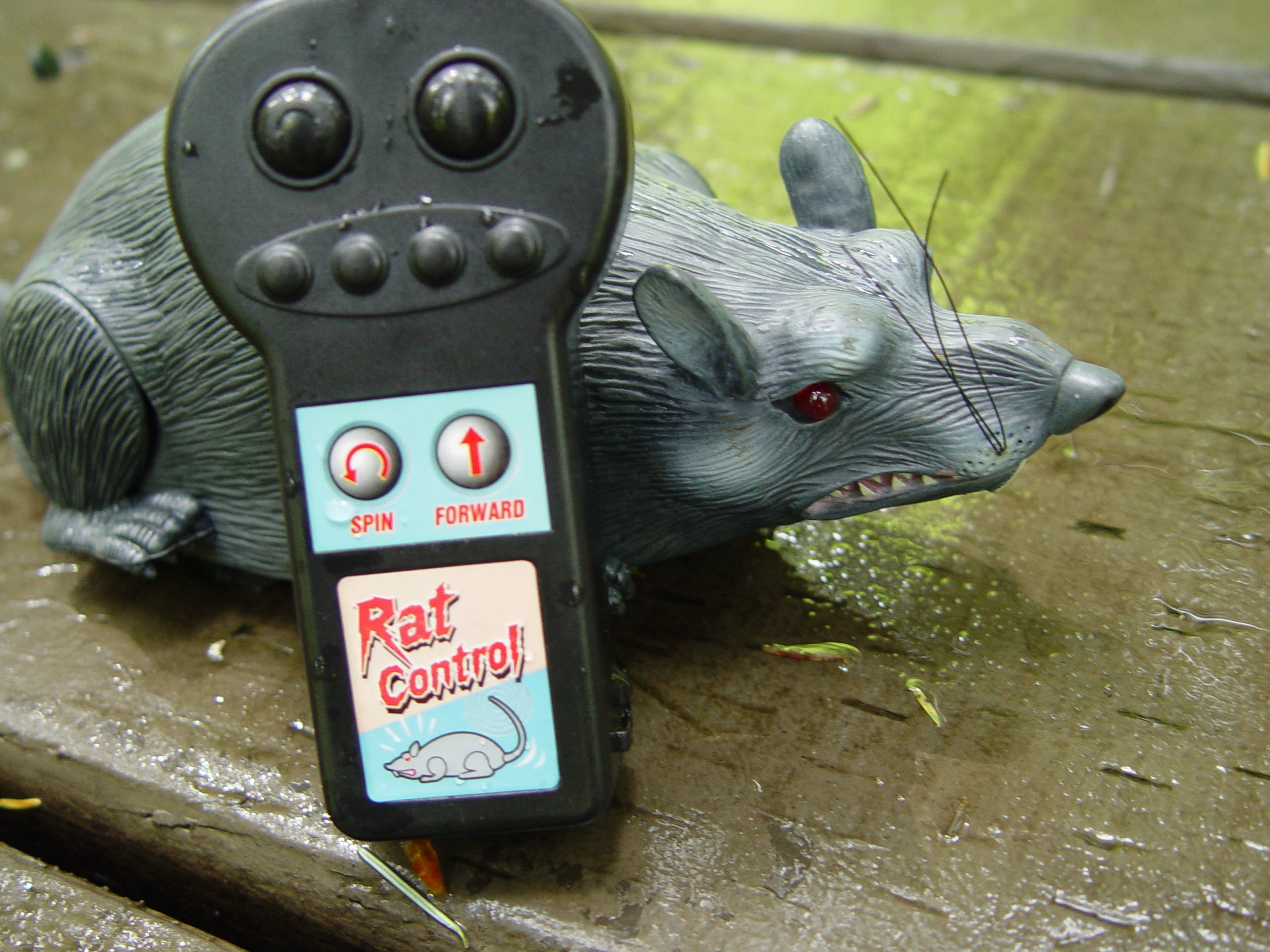 drowningrat-123.jpg