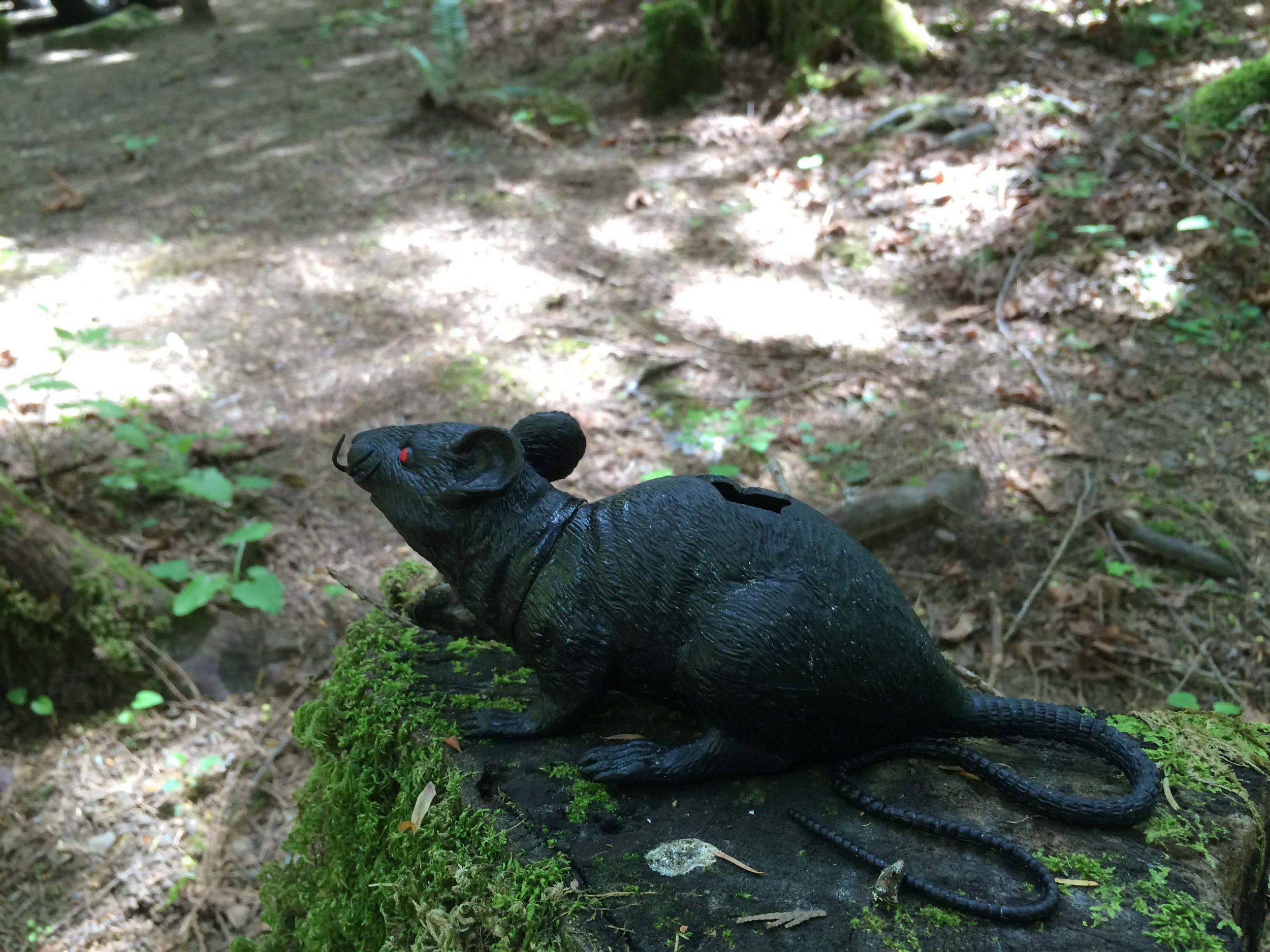 drowningrat-218.jpg