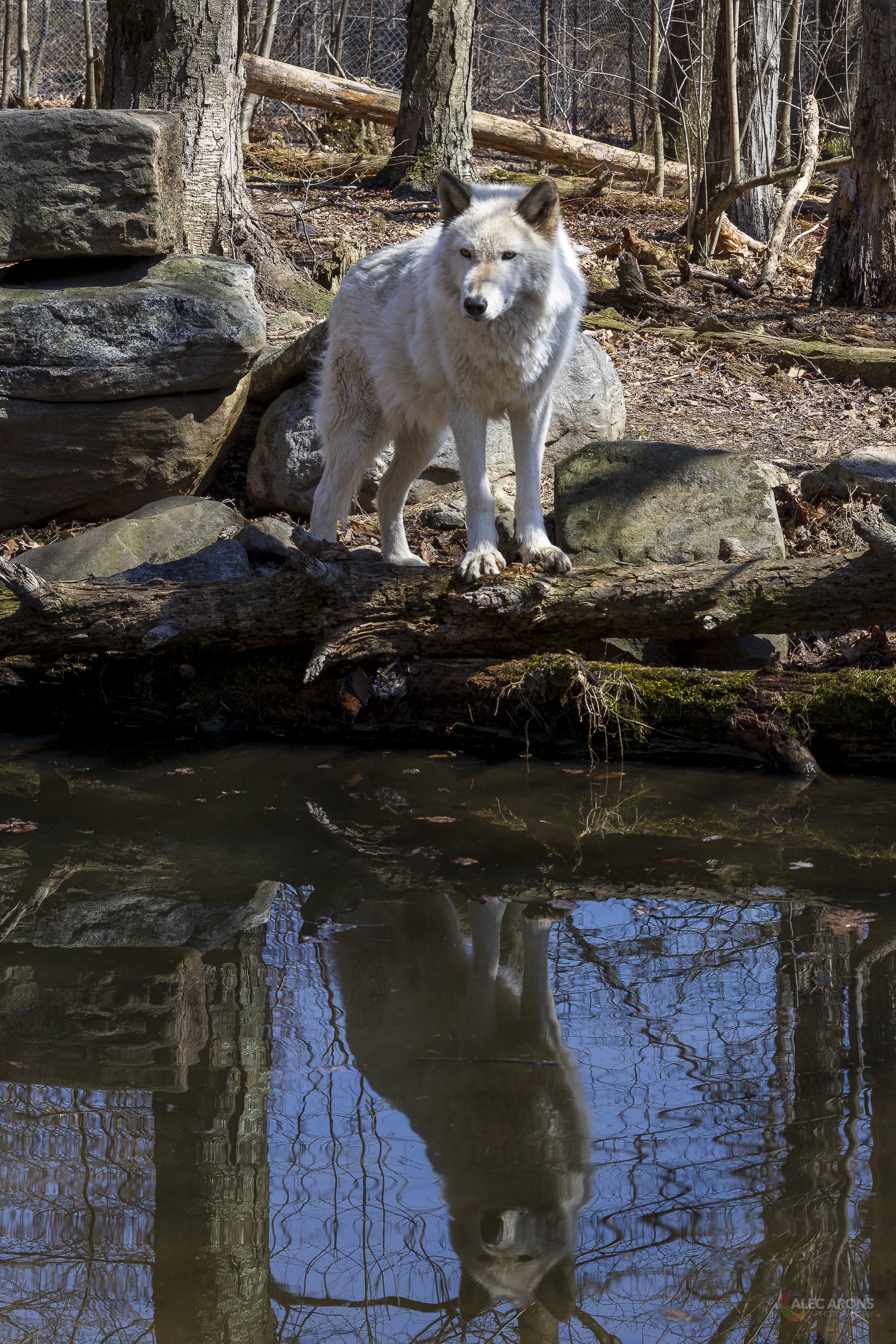 REFLECTIONS