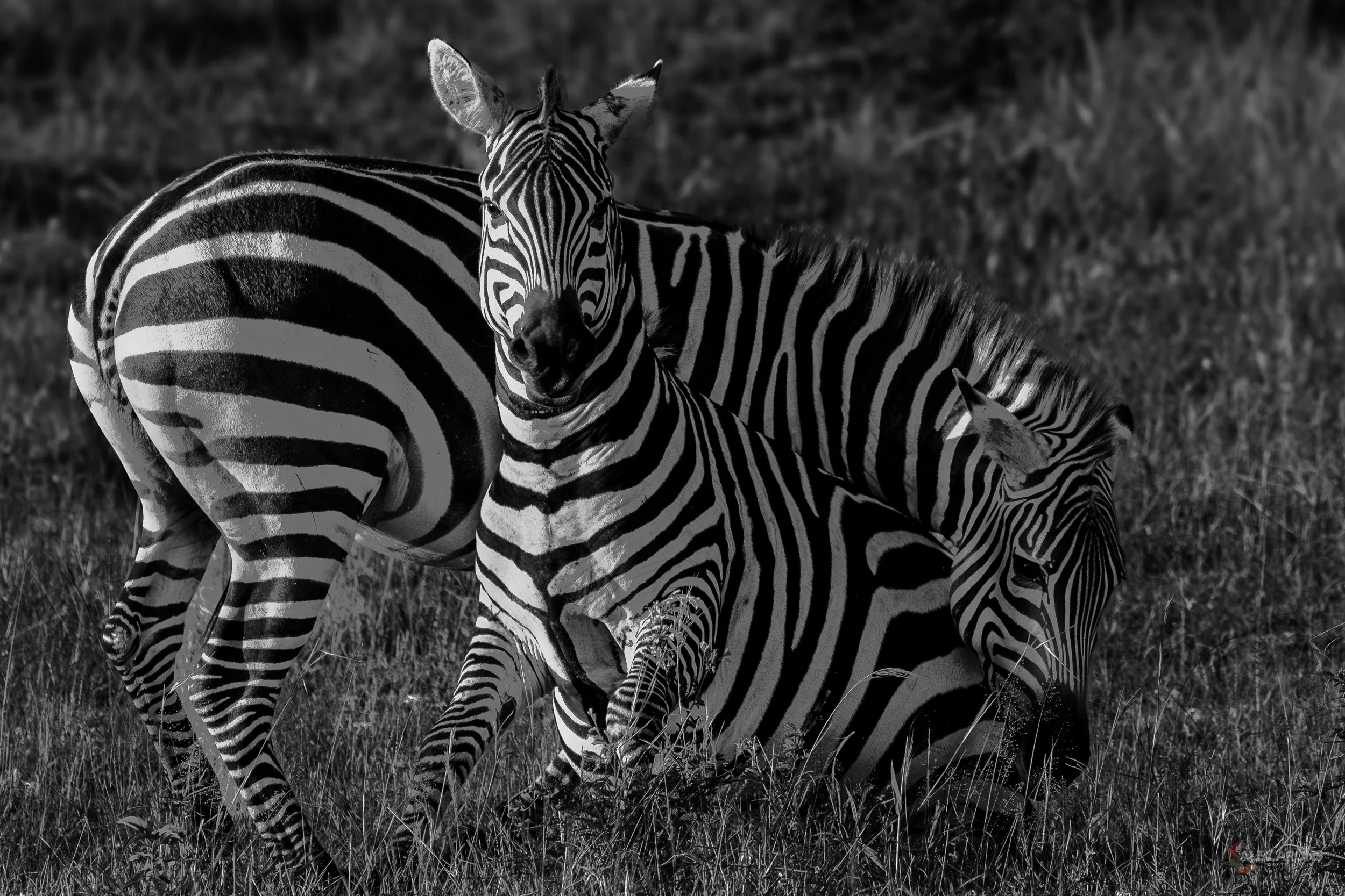 ZEBRAS AT REST