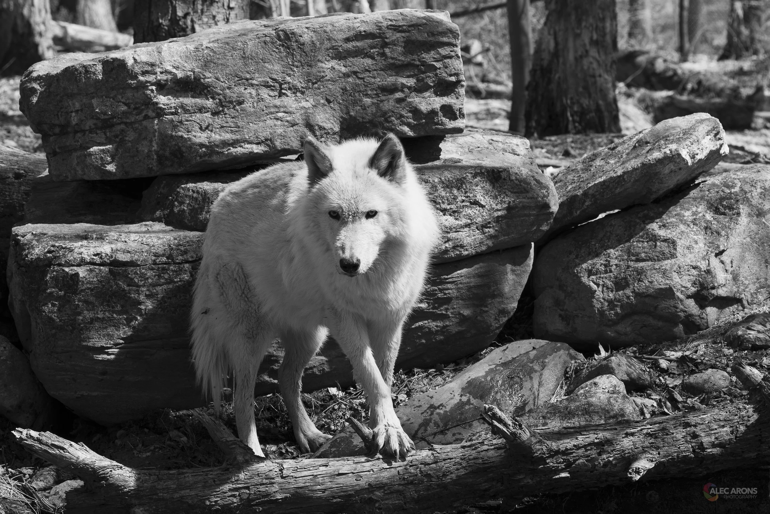 BLACK & WHITE