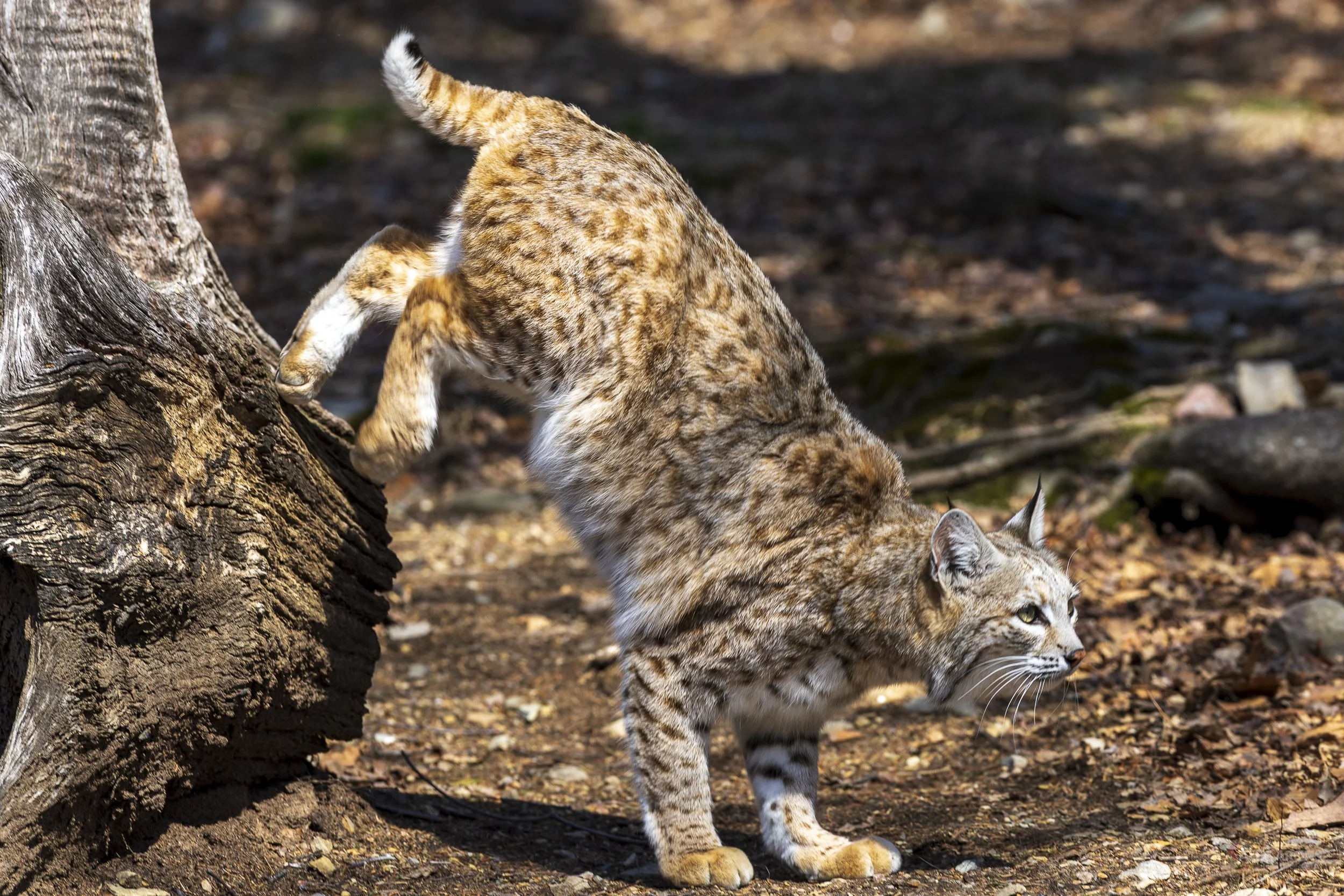 ON THE PROWL