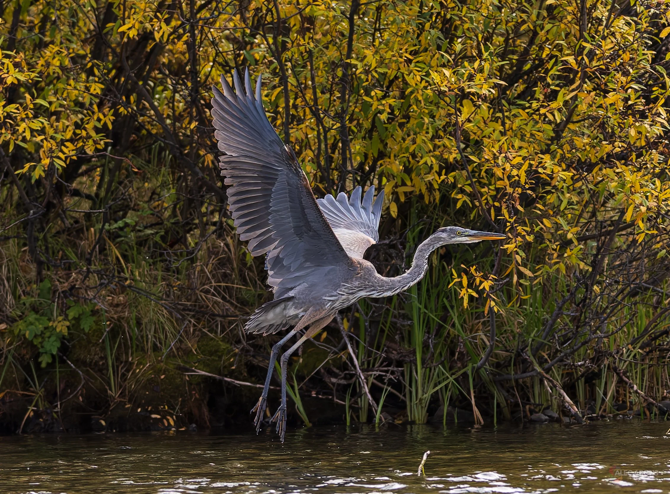 HERON IN FLIGHT TWO