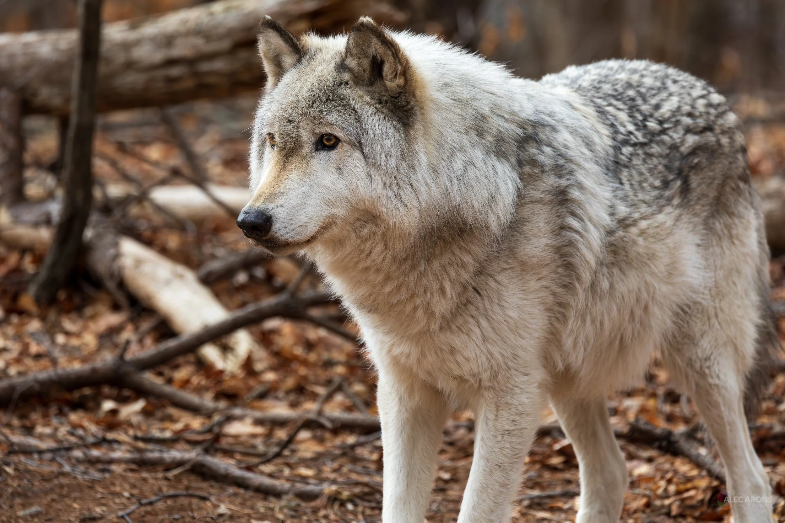 LAKOTA WOLF