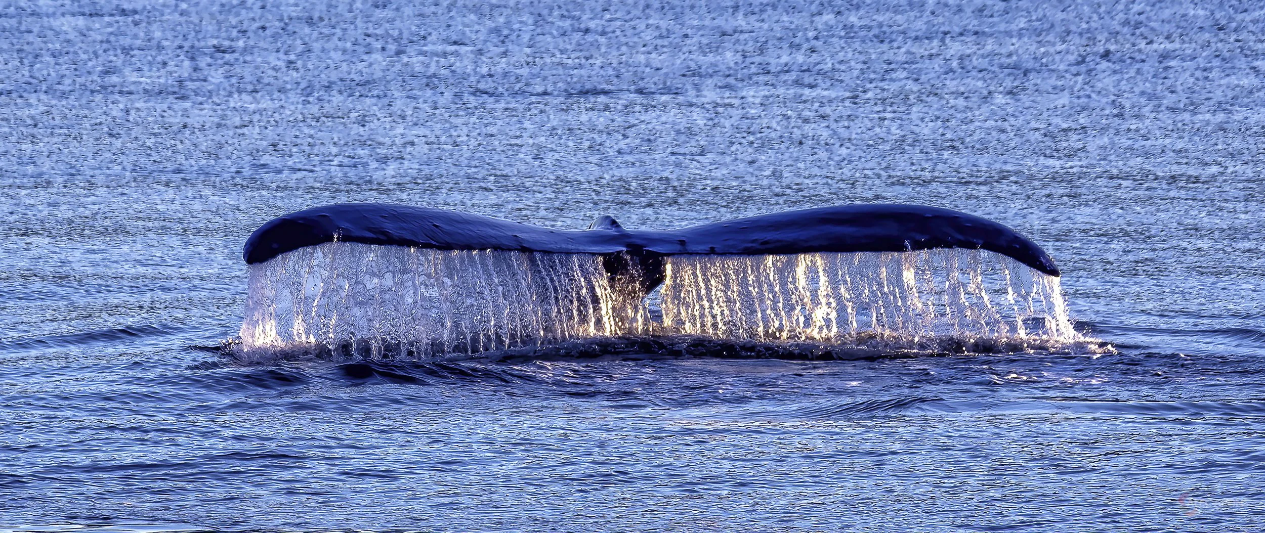 WHALE TAILS
