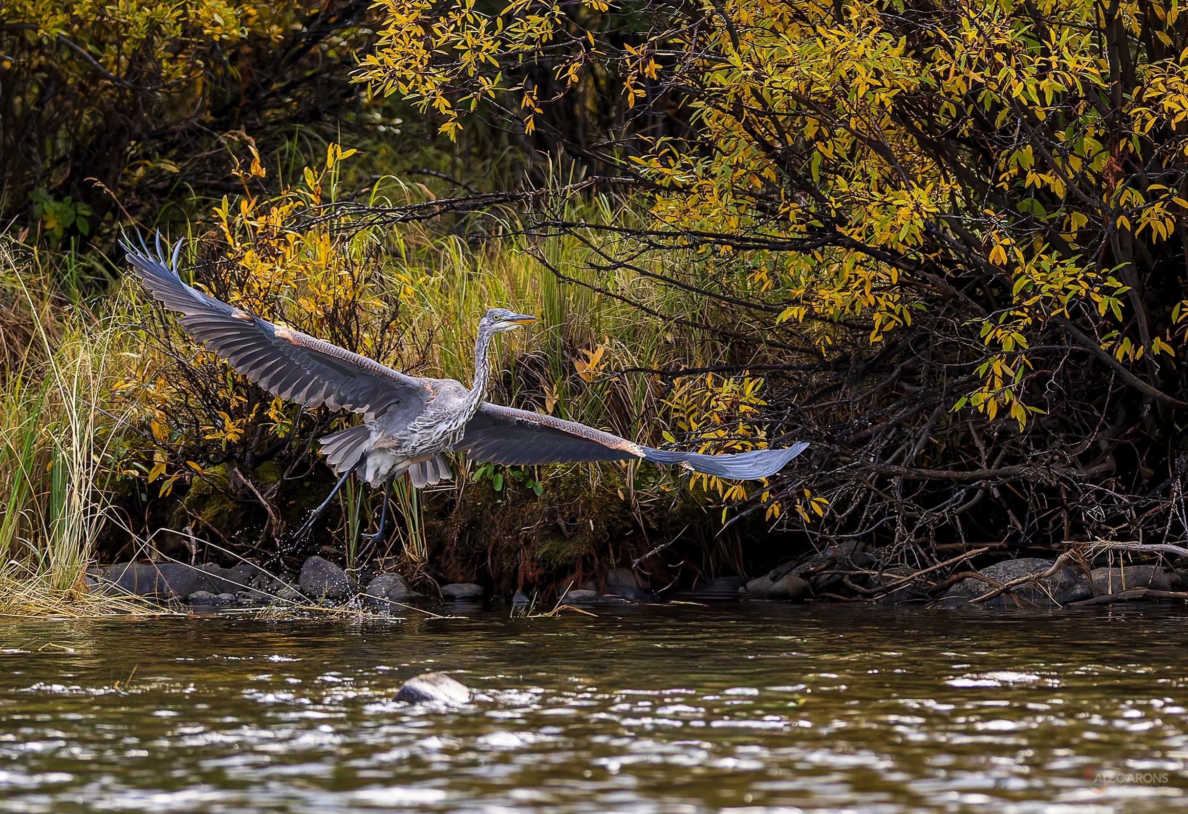 HERON IN FLIGHT ONE